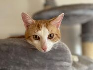 Romeo mit den Bernsteinaugen - Geisenheim