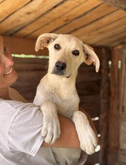 Marinet muss nach Hause! - Hardthausen (Kocher)