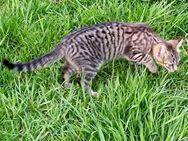 Junge Hauskatzen, Kätzchen, 3 Mo. alt - Alpen