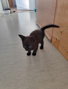 Kitten Babys - Hamburg Altona