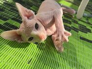 Warmherziges Reinrassiges Don Sphynx Katzenbaby - Berlin