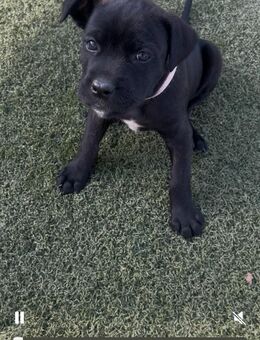 Cane Corso / Malinois Welpen - Erkelenz