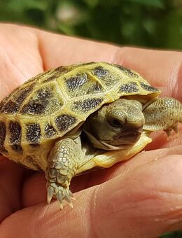 Steppenschildkröten, Vierzehen- Russische Landschildkröten, Nachzuchten weiblich - Wittichenau