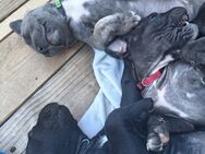 Cane Corso Welpen - Krefeld