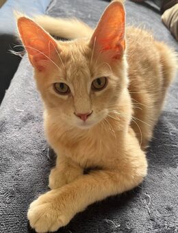 Maine-Coon Jungkater 5 Monate alt - Minden Rodenbeck