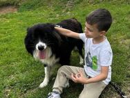 JOE ist ein freundlicher sozialer Hund♥️ - München