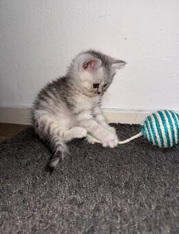 BKH Kitten - Berlin Reinickendorf