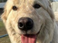 VARG - Hundekind braucht Zuhause - Kirchlengern