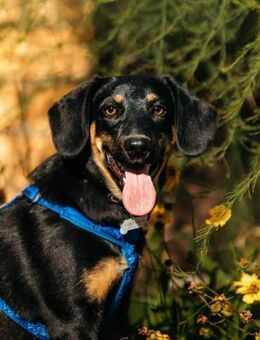 Fröhlicher Ringo sucht seine Familie - Duisburg