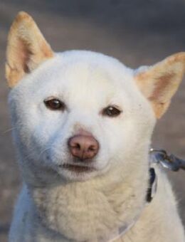 Lemon - sanft, ruhig & lieb - Lohmar