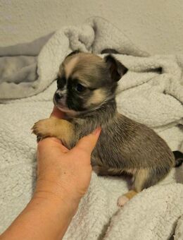 Wundervolle Chihuahua Welpen - Erfurt