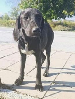 Tahiti ist ein Schatz mit Schlappohren! - Karben