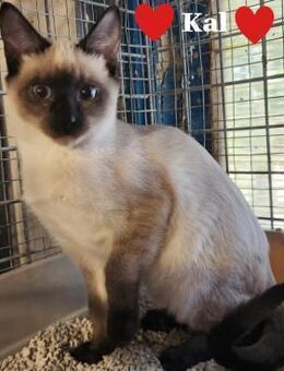 Kal - jung & fröhlich - Stein-Wingert