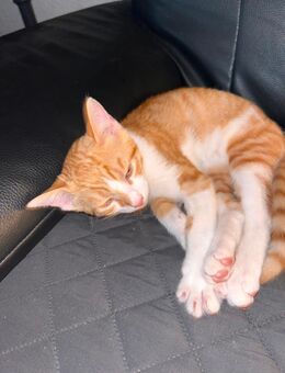 2 süße Katzen / Kitten suchen liebevolles Zuhause - Hirschau