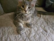 Maine Coon Kitten Kater - Eslohe (Sauerland)