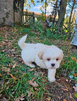 Havaneser/Shih-Tzu Welpen Hündinnen + Rüden - Oranienburg