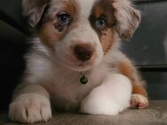 Australian Shepherd Welpen - Aiterhofen