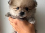 3 Pomeranian / Zwergspitz Welpen suchen liebevolles Zuhause - Gadebusch