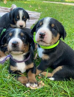 Swissydog Welpen: Große Schweizer - Appenzeller Welpen - Brannenburg