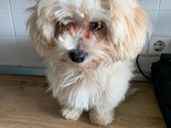 Maltipoo Welpe. 5 Monate - Hamm