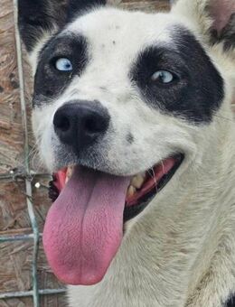 Hana- wer spielt mit mir? - Nürnberg