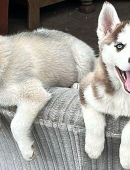 Ophelia & Odyne: Siberian Malamutes zum Verlieben, suchen als letze ihr Traum zuhause - Seßlach