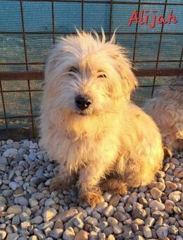 Alijah sucht ein Zuhause - Egestorf