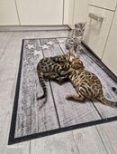 Bengal Kitten geboren 29.06.25 in 21031