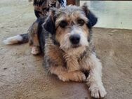 Fifi, verkuschelt, freundlich und lieb - Bochum