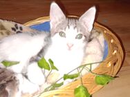 Kitten ab zu geben ,in ein zu 🏡 auf Lebzeit!;! - Duisburg