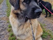 Leonberger-Mix Welpen - Berkatal