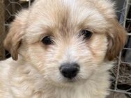 Sammy, geb. ca. 03/2025, GRIECHENLAND - Euskirchen