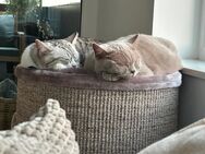 BKH Katze und Kater kastriert - Dresden