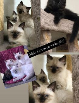 Neva Masquarade Kitten - Villingen-Schwenningen