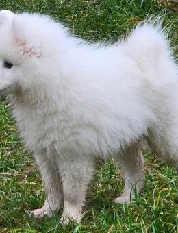 Japanischer Spitz - Löcknitz