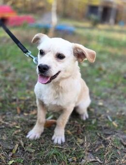 BOB-BE. sucht dringend ein Zuhause - Neustadt (Rübenberge)