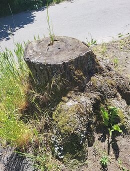 Wurzelfräsen ab 1 Euro - Panketal