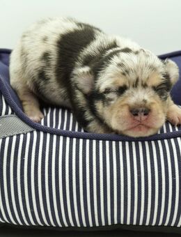 Chihuahua Welpe mit Ahnentafel - Schmelz