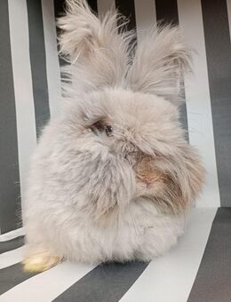 Verkaufe Englisch Angora Häsin - Hillerse