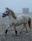 Ponywallach 125 cm in 94032