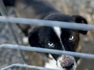 Nala - Gnadenbrotplatz gesucht - Weilheim (Oberbayern)