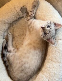 Bengal mix Kater - Dortmund