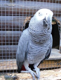SUCHE Graupapageien Henne - Bremen