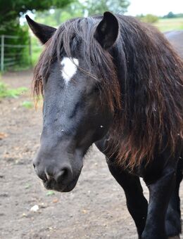 Kleiner Mann mit großem Ego sucht neuen Wirkungskreis - Templin