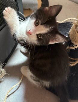 Baby Katzen - Koblenz