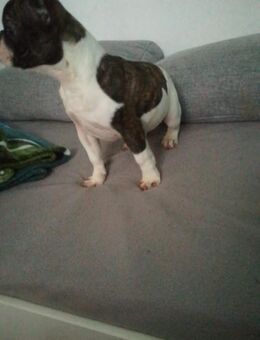 Französische Bulldoggen - Grünbach