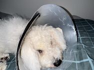 Bichon frisè looking for new home - Winterthur