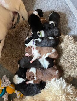 Border Collie Welpen - Wingst