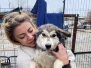 Freda - Rollihund sucht Zuhause - Kallmünz