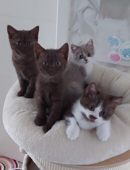 Reinrassige Britisch Kurzhaar BKH Baby, Katze, Kitten - Bad Oldesloe